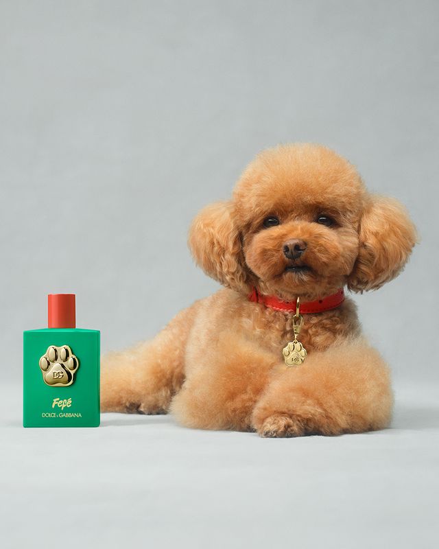 Foto do Fefé o perfume da Dolce & Gabbana para cães.