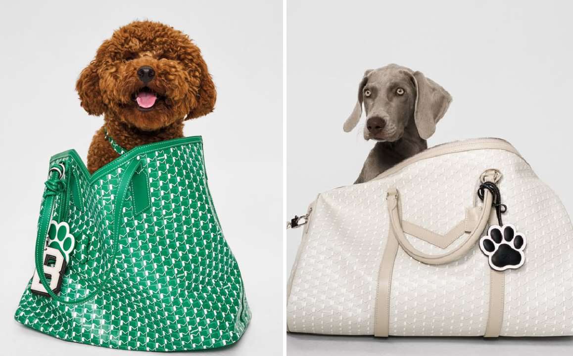 Foto de cães dentro de bolsas de luxo de transporte animal.