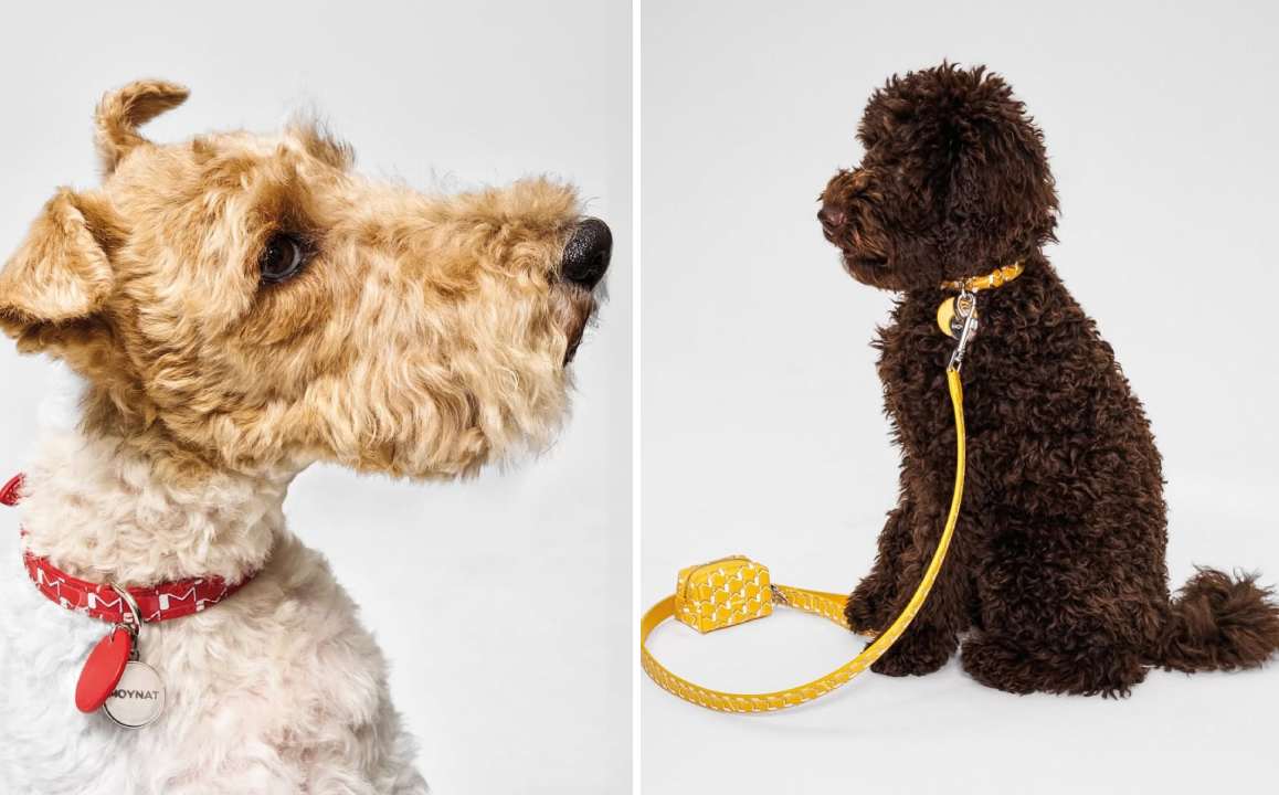 Montagem de fotos de cães usando coleiras da coleção de luxo dedicada aos pets da marca Moynat,